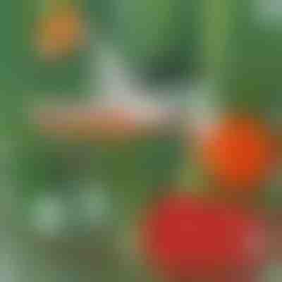 Pince à ligaturer les plantes professionnelle PLANTBRAND