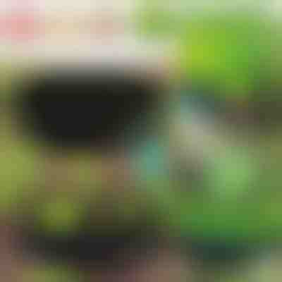 Bac potager tissu pour tous types de plantes PLANTIE