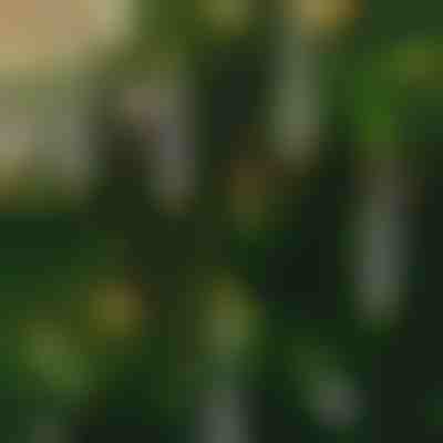 Bougies vacillantes sans flamme (6 pcs) | CANDLEA