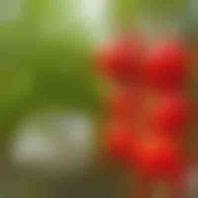 Clips de jardin robustes (300 pièces) | TOMACLI