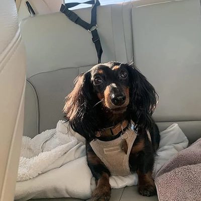 Laisse de voyage réglable pour chien | PETBELT